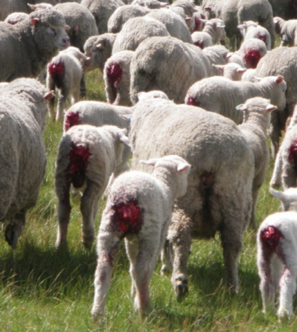 Click go the shears: Live Lamb Cutting