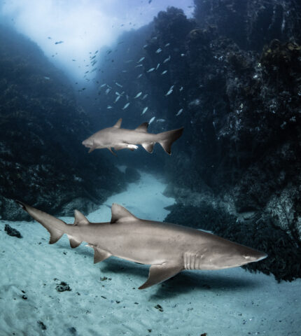New study reveals grey nurse sharks closer to extinction than once thought