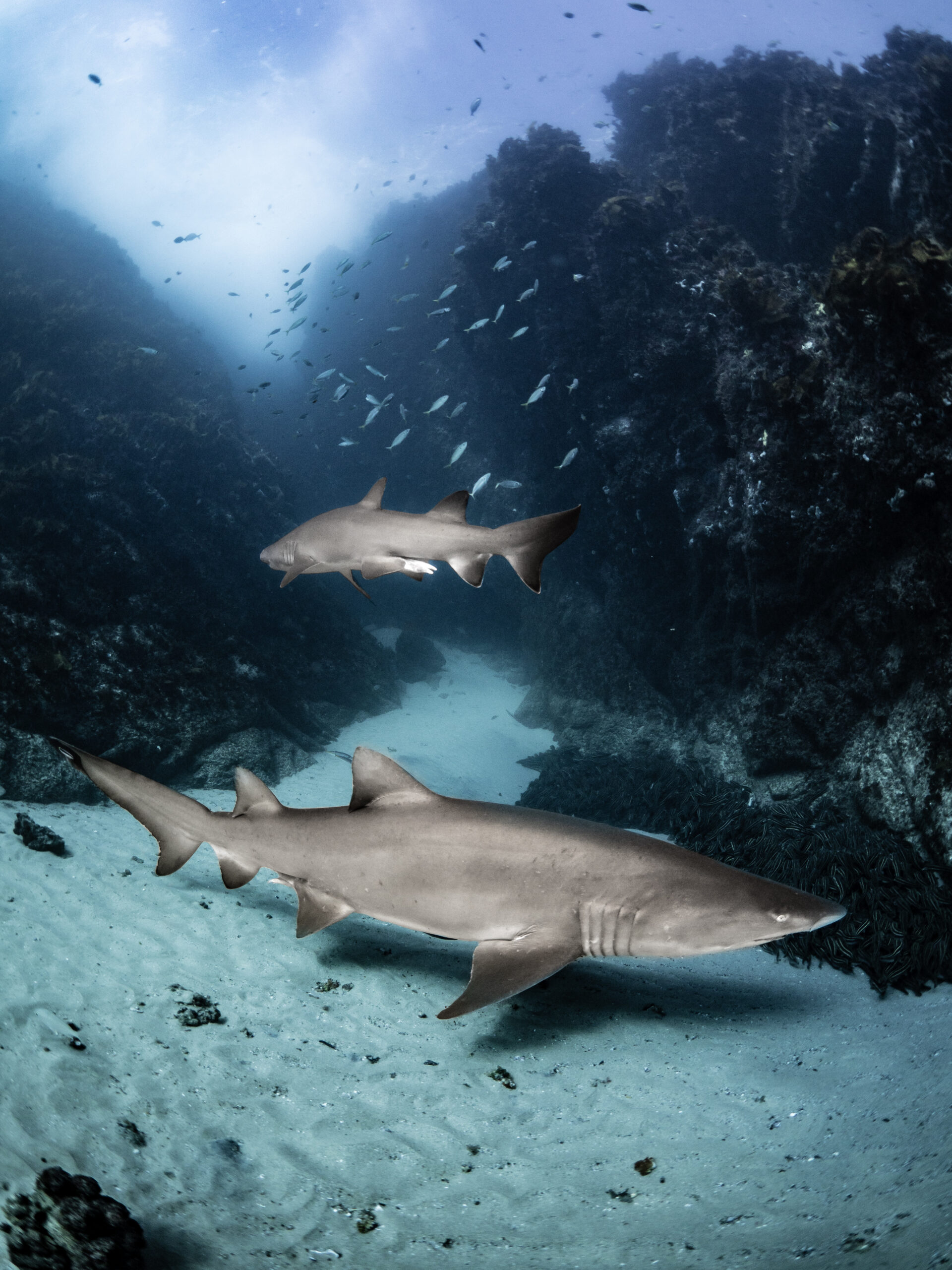 New study reveals grey nurse sharks closer to extinction than once thought