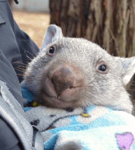 Opening the gate to coexistence on National Wombat Day