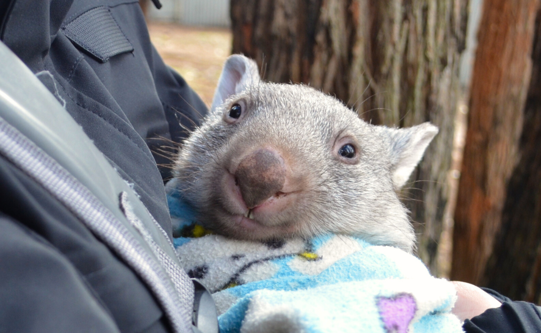 Opening the gate to coexistence on National Wombat Day