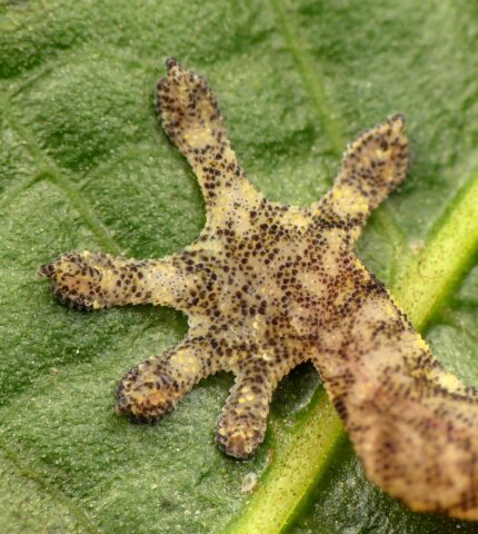 Protecting our native reptiles: A step forward for two unique geckos