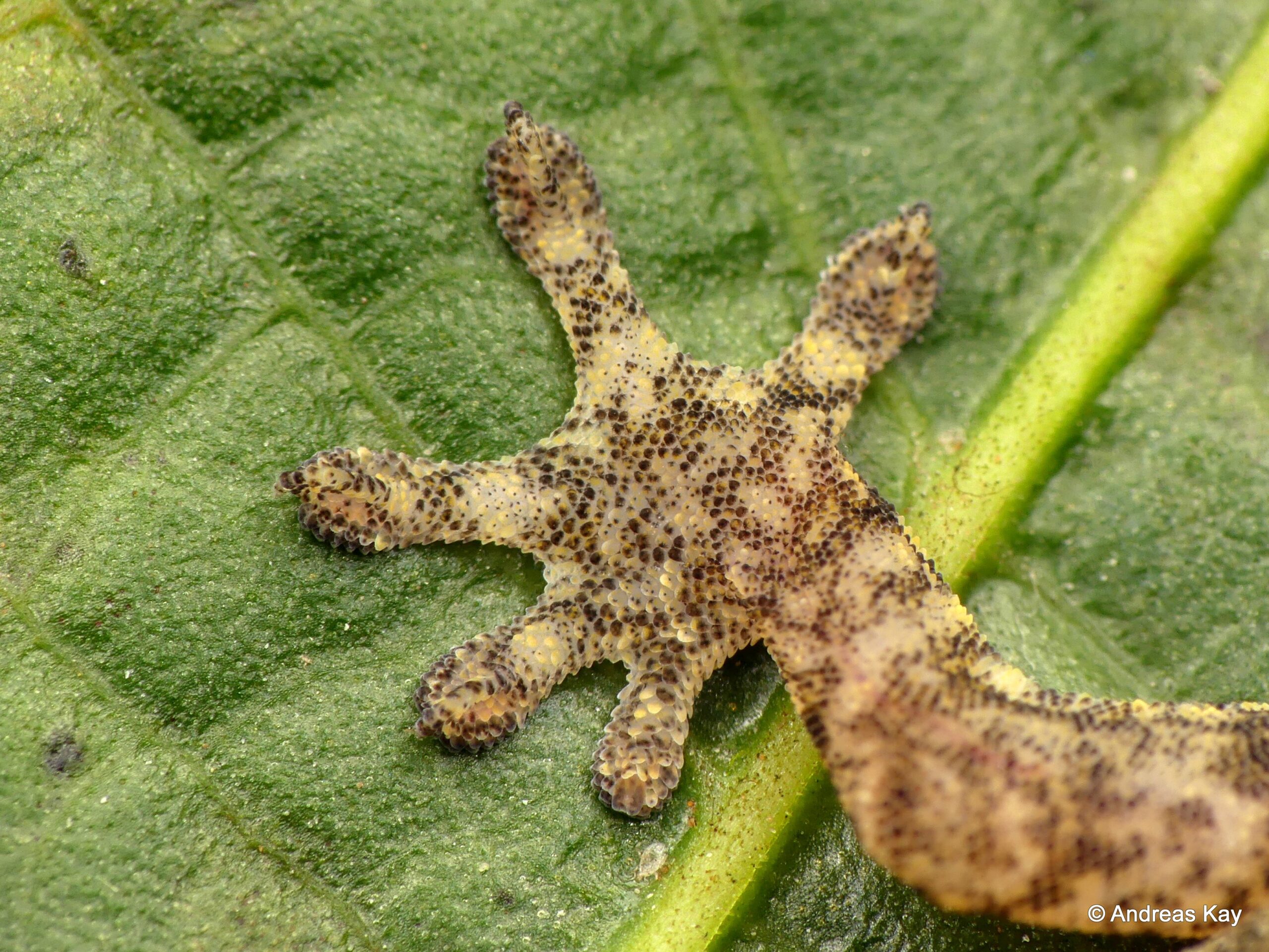 Protecting Our Native Reptiles: A Step Forward for Two Unique Geckos