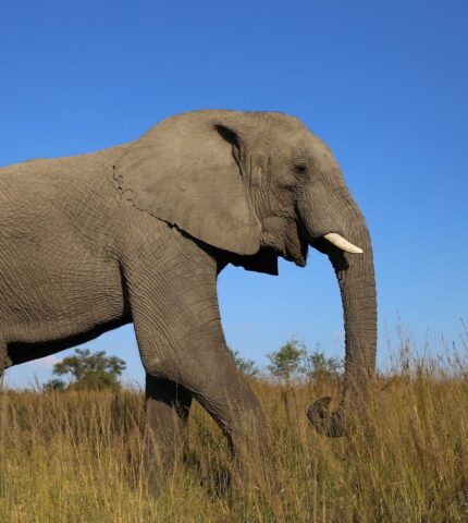 Why elephants still need us: Shutting down ivory sales in Australia