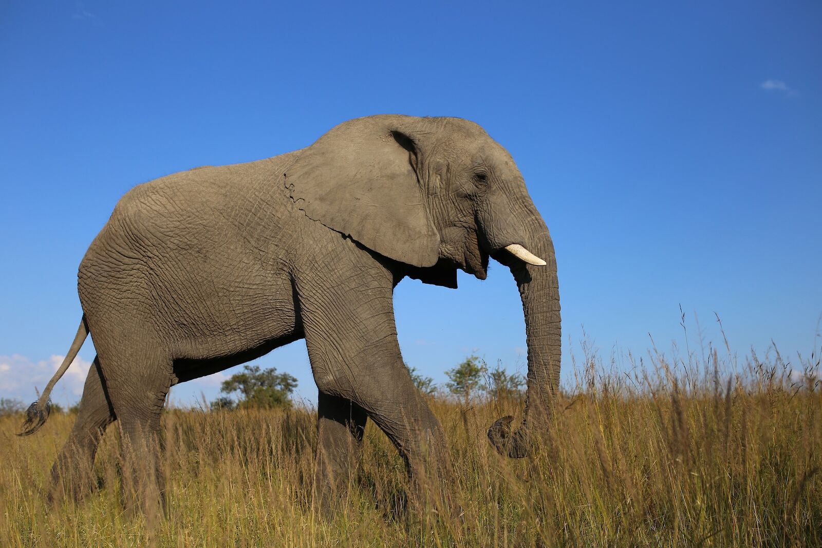 Why elephants still need us: Shutting down ivory sales in Australia