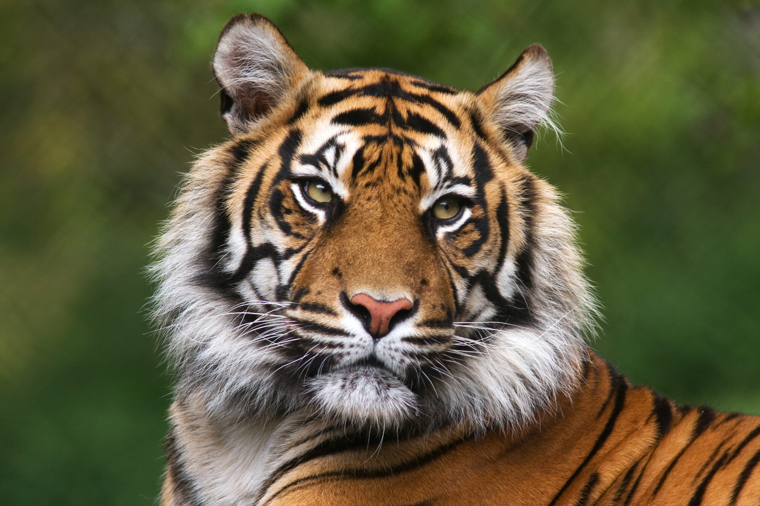 Why tigers are still endangered in 2025