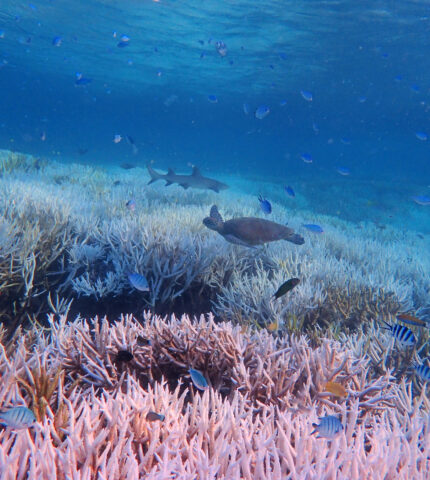 Conservation groups welcome fast-tracked marine life assessment after South Australia’s algal bloom