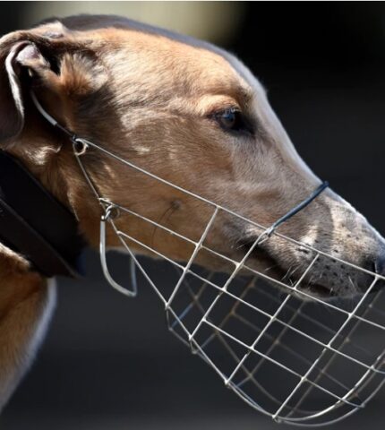 Exploitation on an industrial scale: The true cost of greyhound racing in Queensland