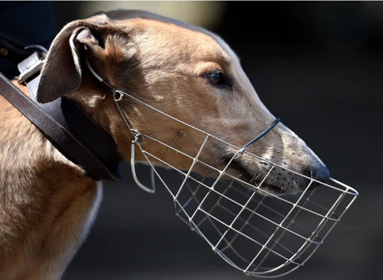 Exploitation on an industrial scale: The true cost of greyhound racing in Queensland