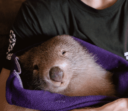 Why are wombats still being killed under license in Australia?