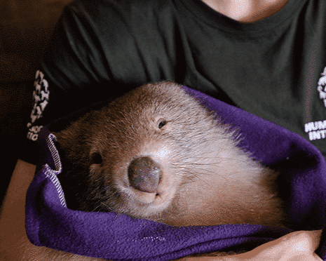 Why are wombats still being killed under license in Australia?