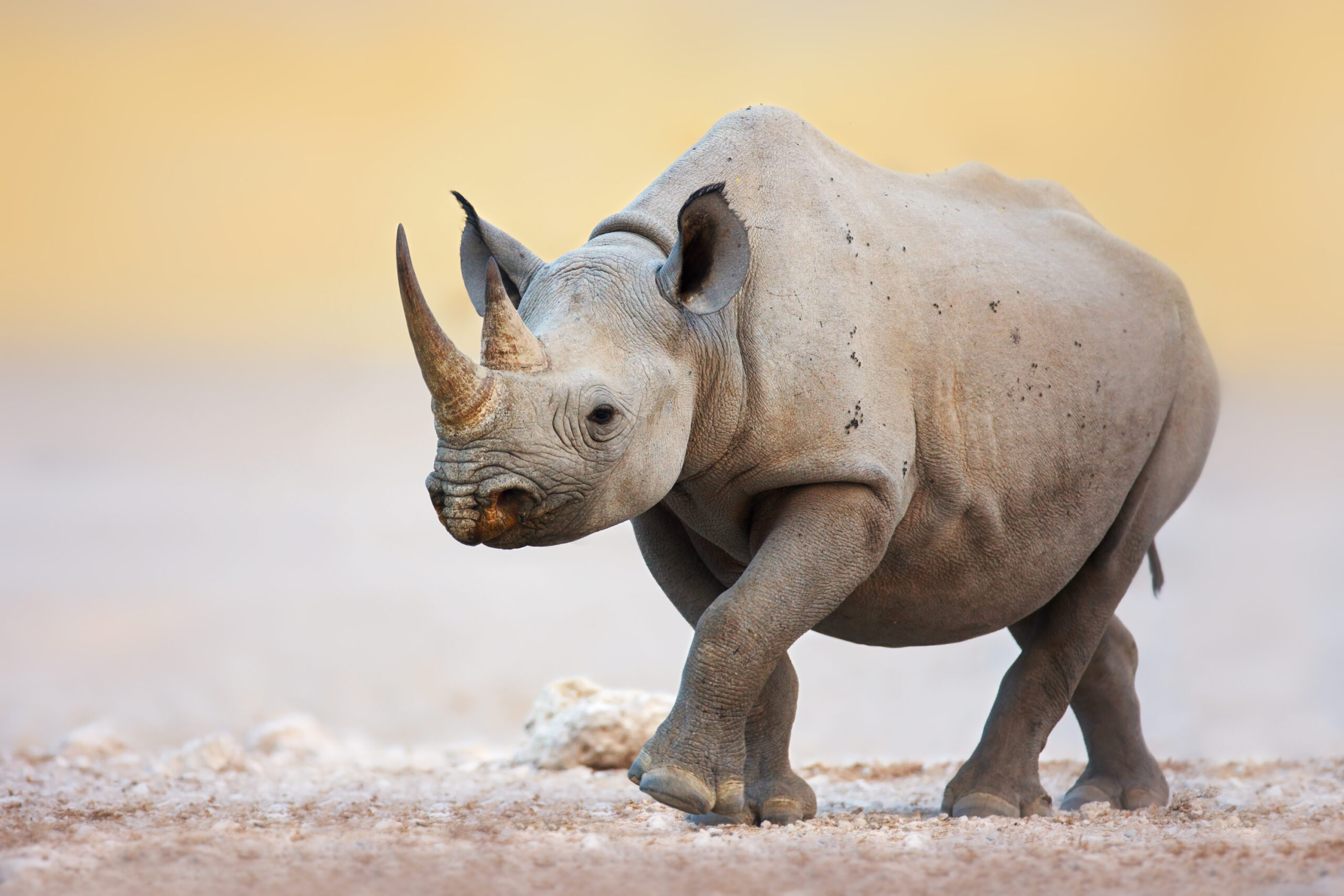 Five rhinos, one fight: Closing the door on the ivory and horn trade