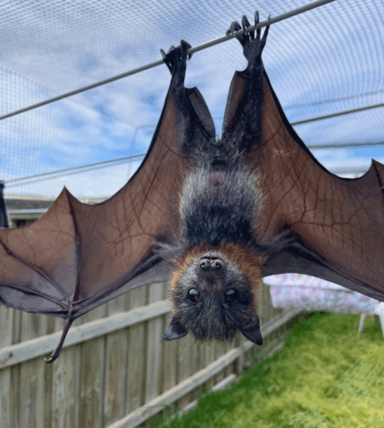 Saving Australia’s flying-foxes: Amidst climate change and habitat destruction