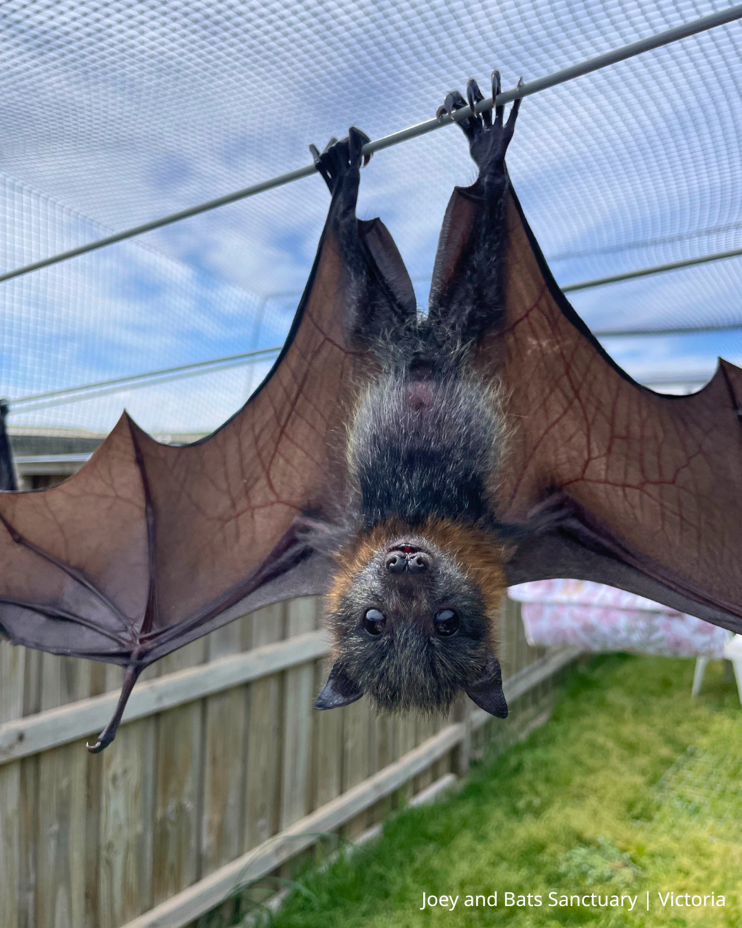 Saving Australia’s flying-foxes: Amidst climate change and habitat destruction