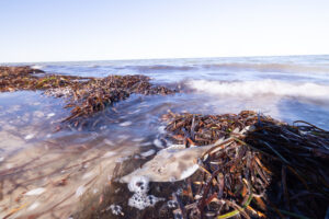 Algae Bloom Marine Life Washups. Photo by Stefan Andrews courtesy of Great Southern Reef Foundation