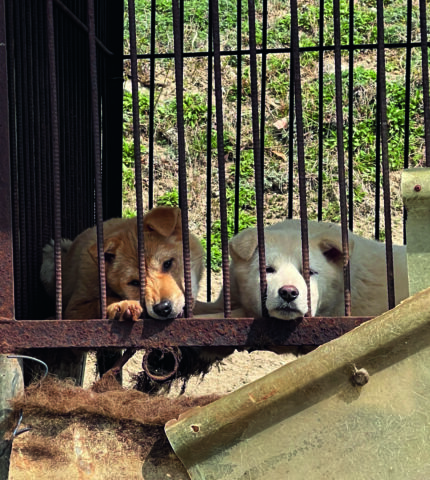 Ending the dog meat trade