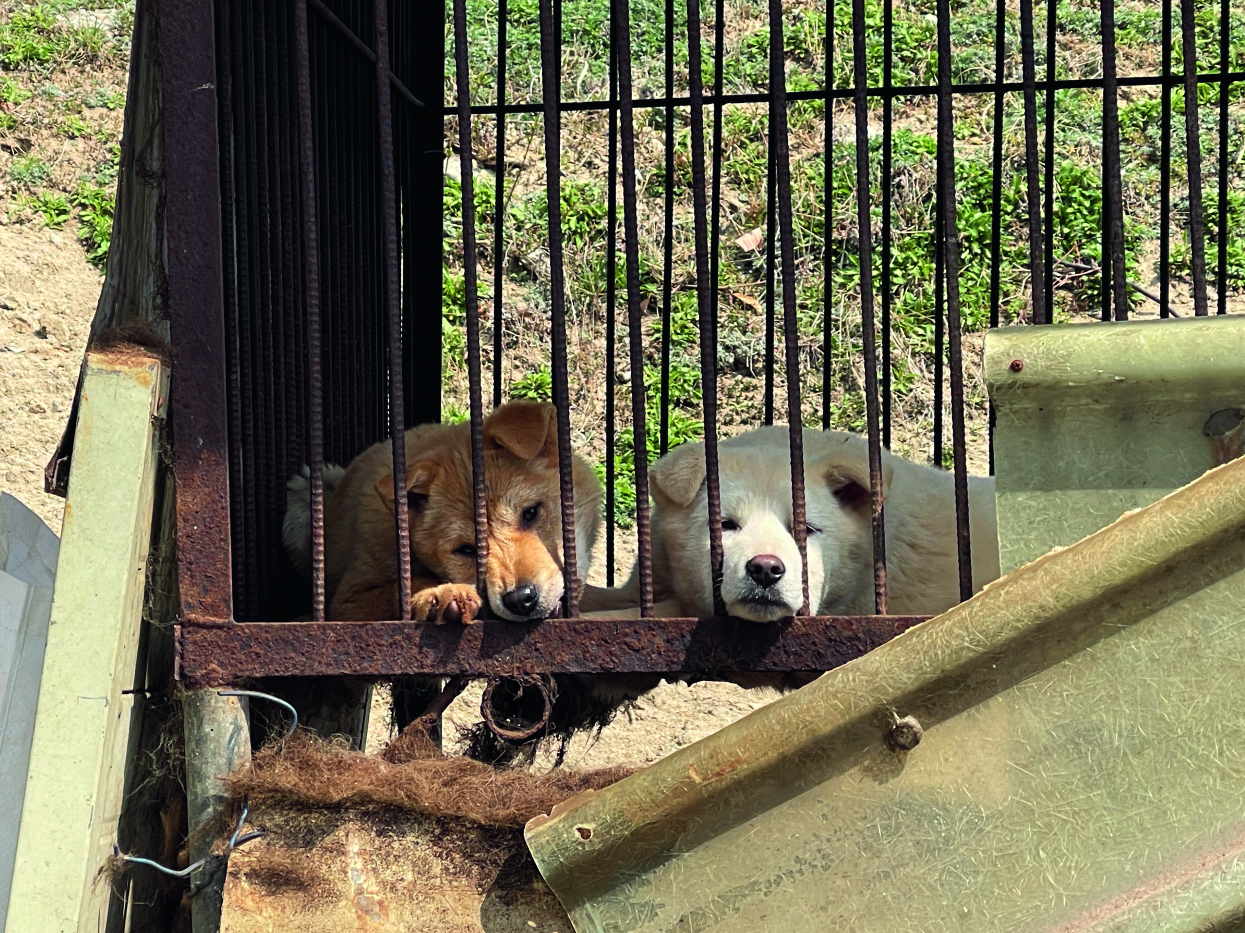 Ending the dog meat trade