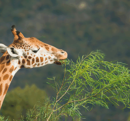 Victory: A trophy hunting ban is on its way