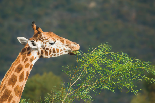 Victory: A trophy hunting ban is on its way