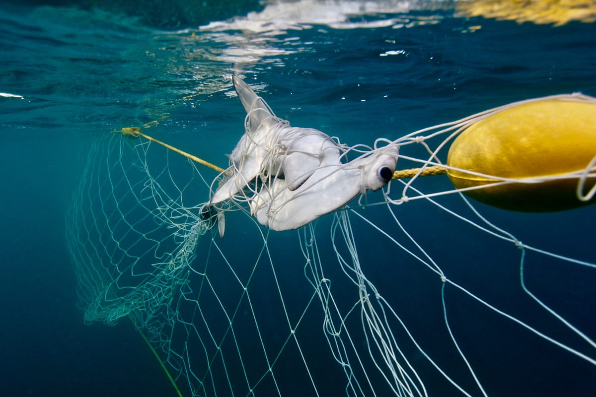 Humane World for Animals Australia applauds NSW shark bite trauma kits rollout but says nets need to go