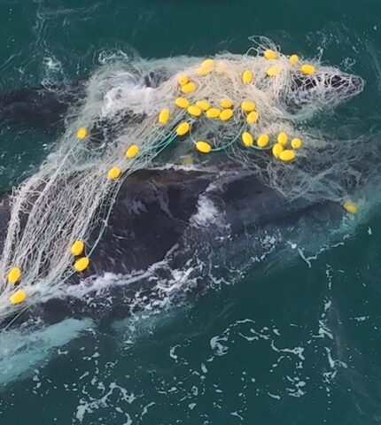 Humane World for Animals Australia calls on Queensland Government to remove “useless and destructive” shark nets as second humpback mother and calf caught in nets within days