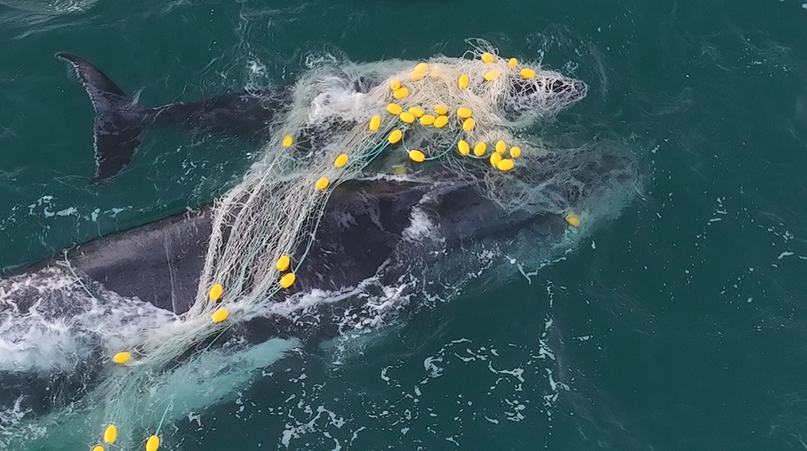 Humane World for Animals Australia calls on Queensland Government to remove “useless and destructive” shark nets as second humpback mother and calf caught in nets within days