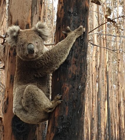 Risks outweigh gains in nature reform bills tabled today