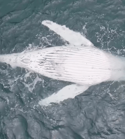 Whale calf killed by NSW shark net reignites calls to urgently remove them