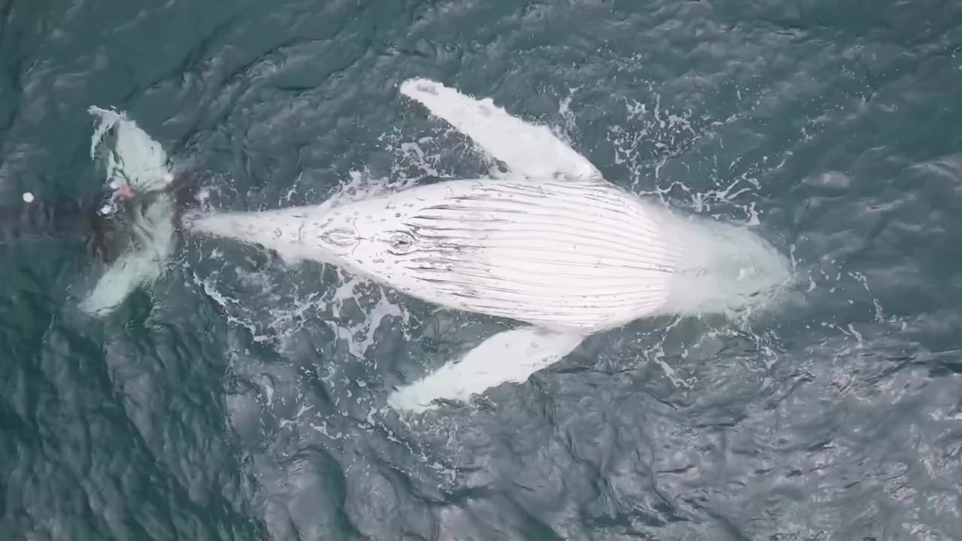 Whale calf killed by NSW shark net reignites calls to urgently remove them