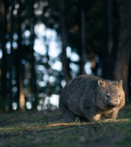 EPBC Act reforms must prevent bad decision-making, put nature first