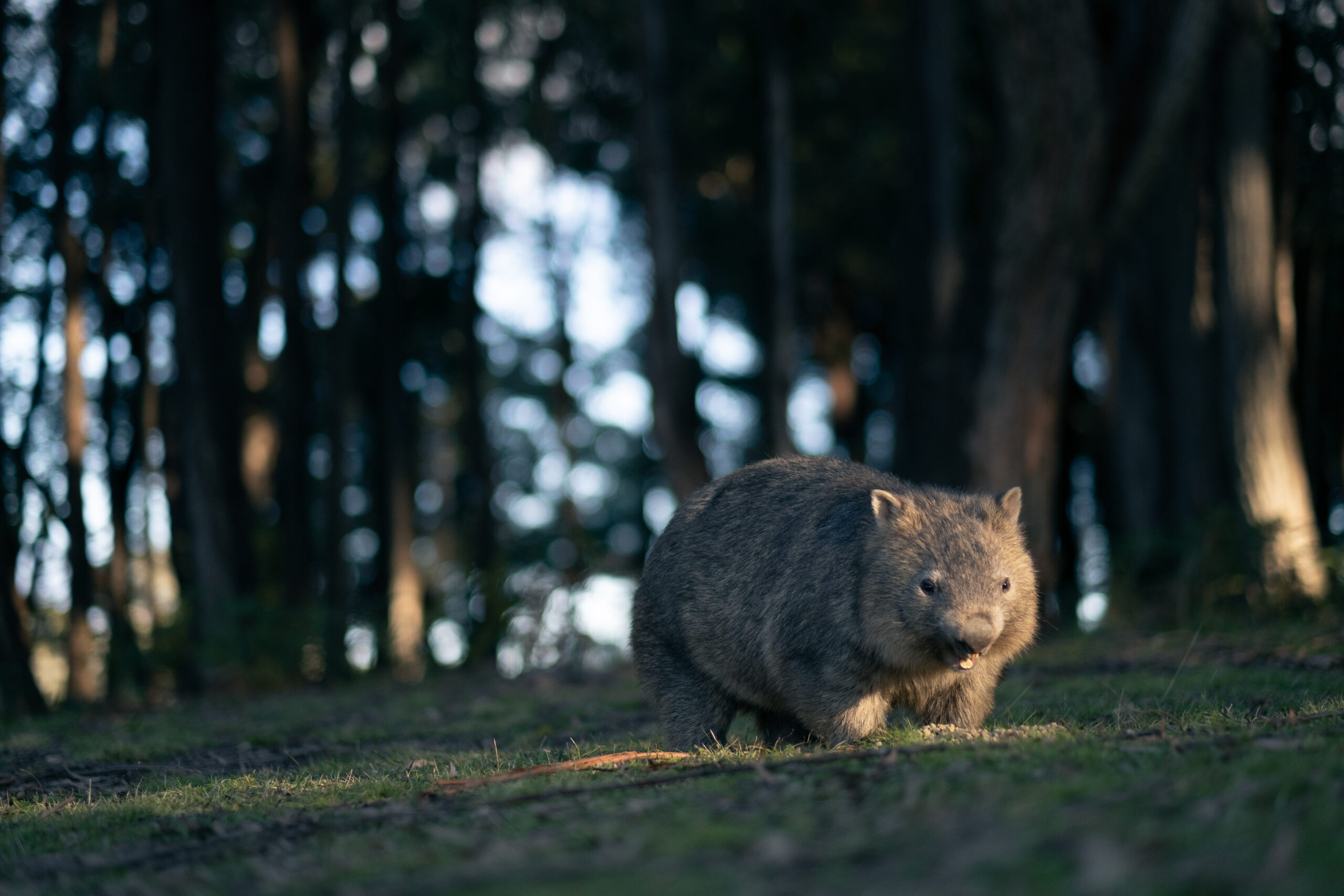 EPBC Act reforms must prevent bad decision-making, put nature first