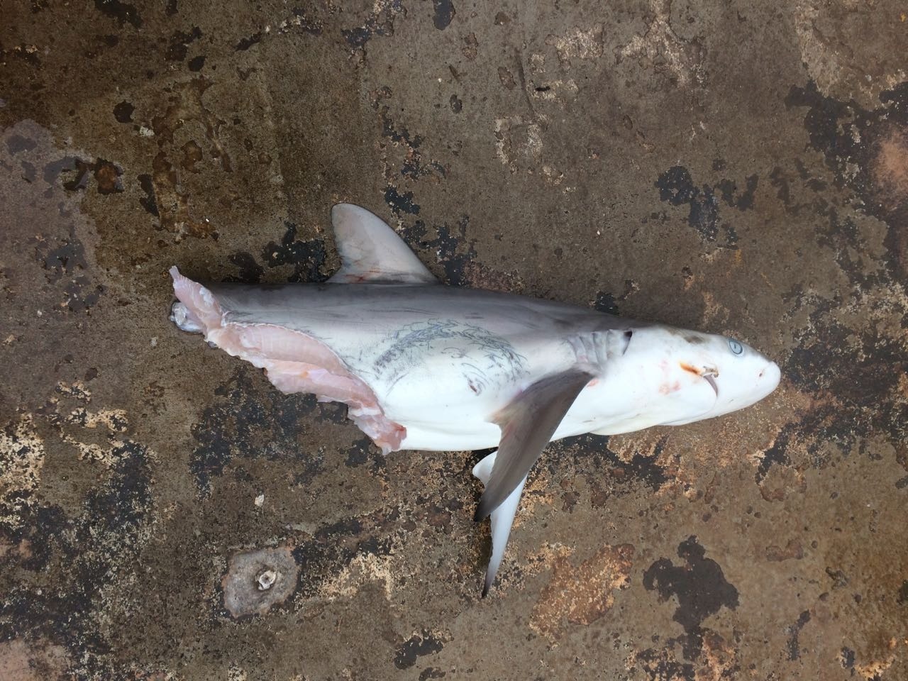 “Sydneysiders need to know that shark culling won’t work”