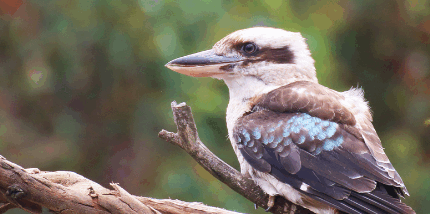 Australia’s animals given a fighting chance following EPBC deal