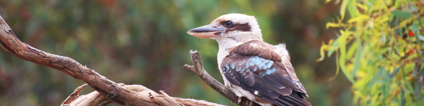 Australia’s animals given a fighting chance following EPBC deal