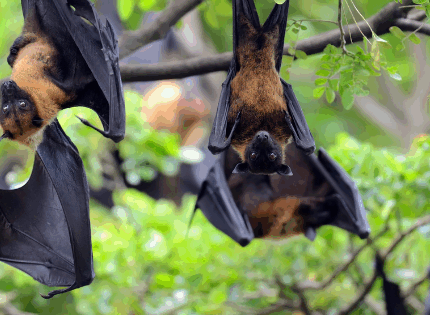 QLD Government greenlights cruelty in decision to reverse flying fox shooting phase-out