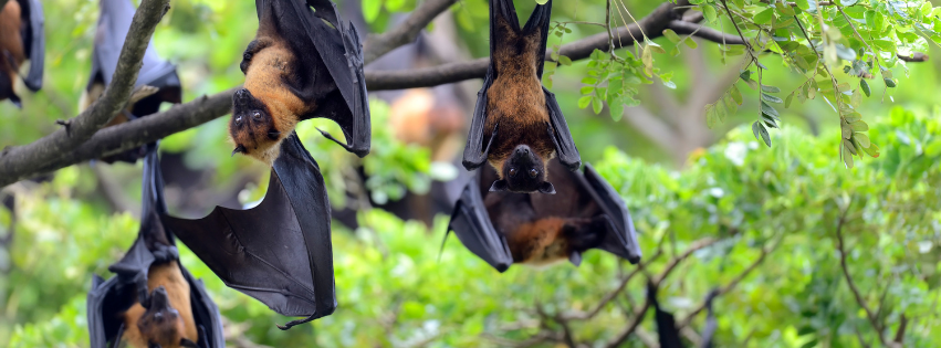 QLD Government greenlights cruelty in decision to reverse flying fox shooting phase-out