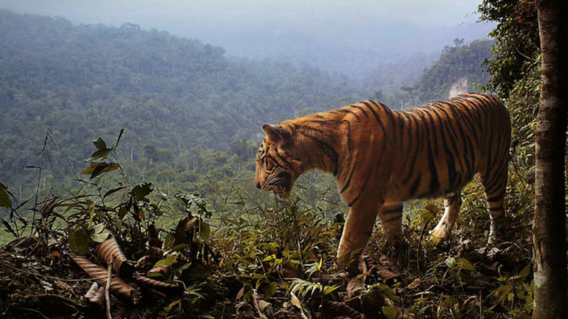 XMAS Appeal website banner