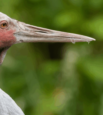 Wetland homes for wildlife given protection under new nature laws