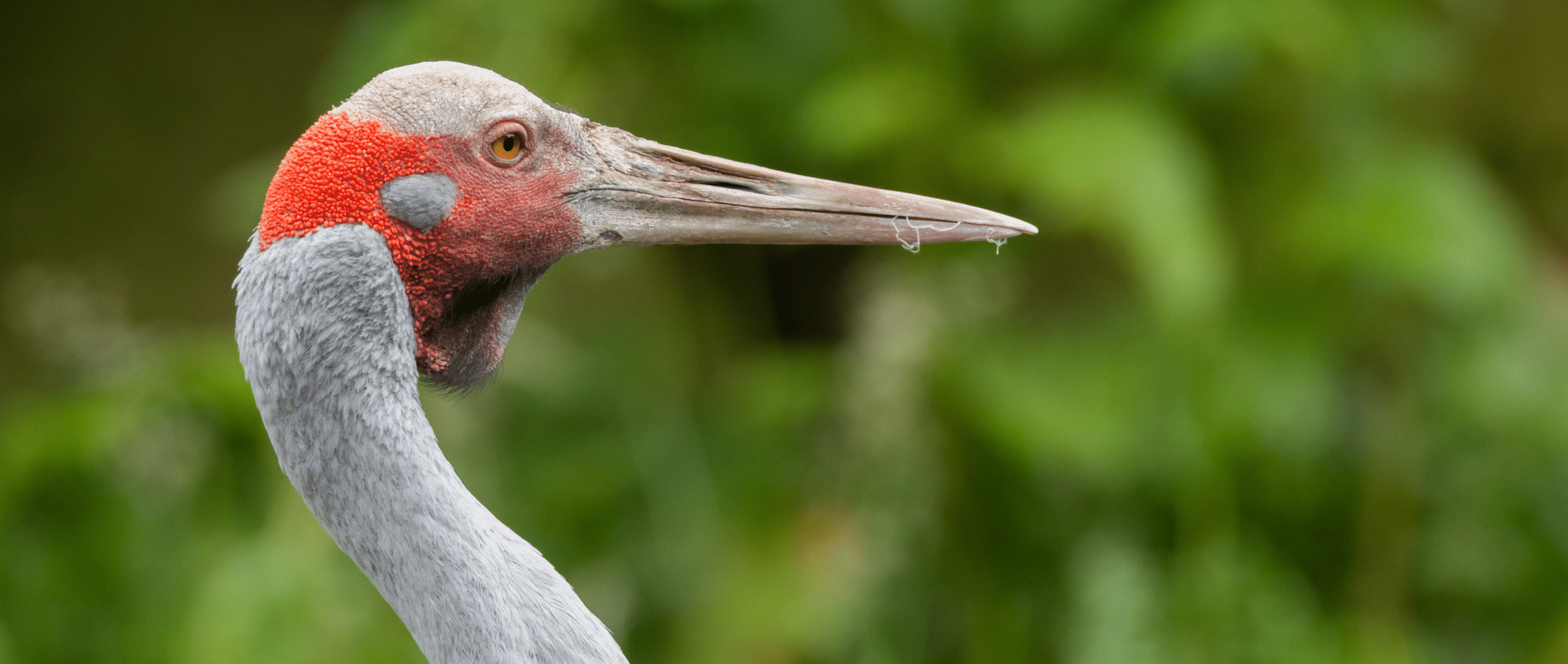 Wetland homes for wildlife given protection under new nature laws