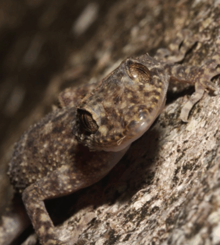 New protections for two of Australia’s most vulnerable reptiles