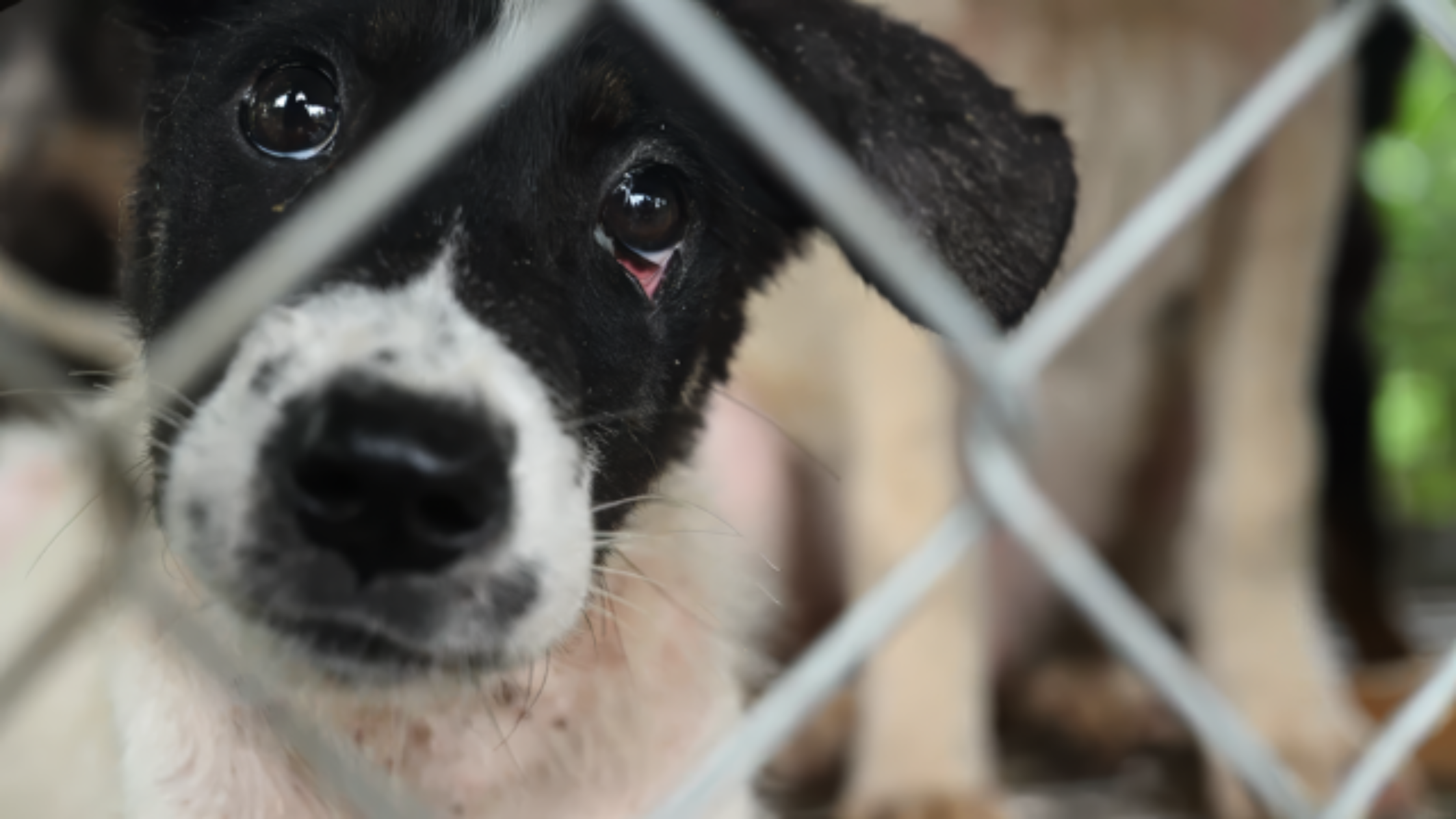 Black and white dog in a cage. Still taken from footage