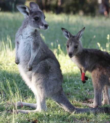 New figures reveal: One native animal legally killed every minute in New South Wales
