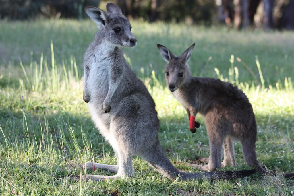 New figures reveal: One native animal legally killed every minute in New South Wales