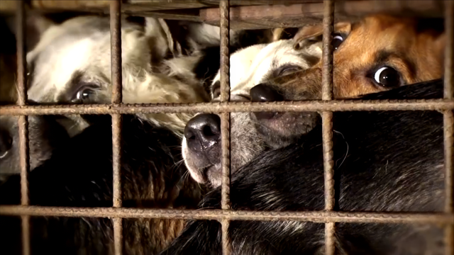 Dogs squashed into a cage