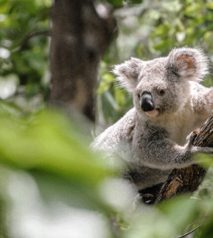 New koala population estimates offer hope – not complacency