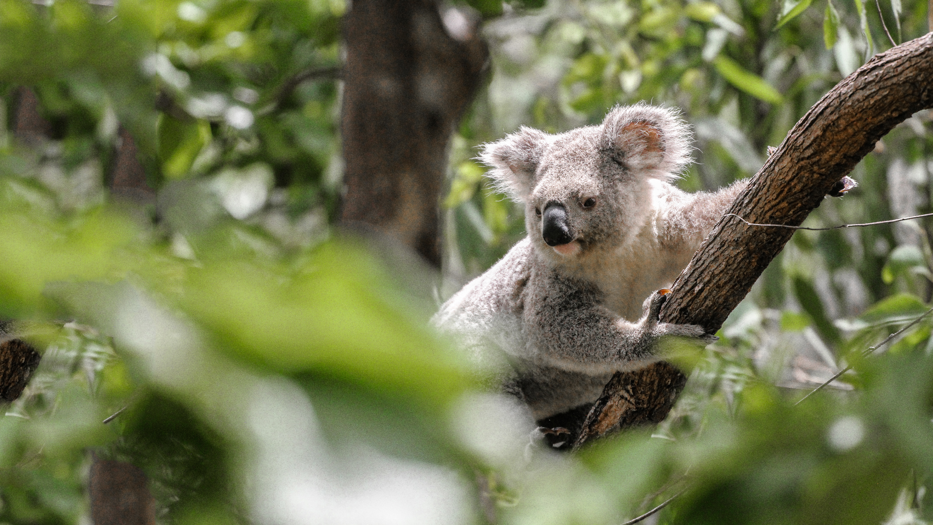 New koala population estimates offer hope – not complacency