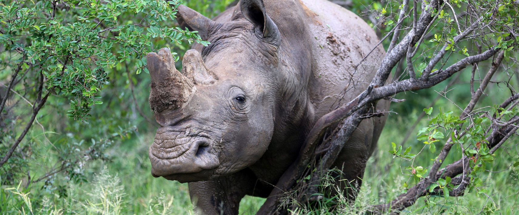 CITES CoP20: What happened and why it matters for wildlife