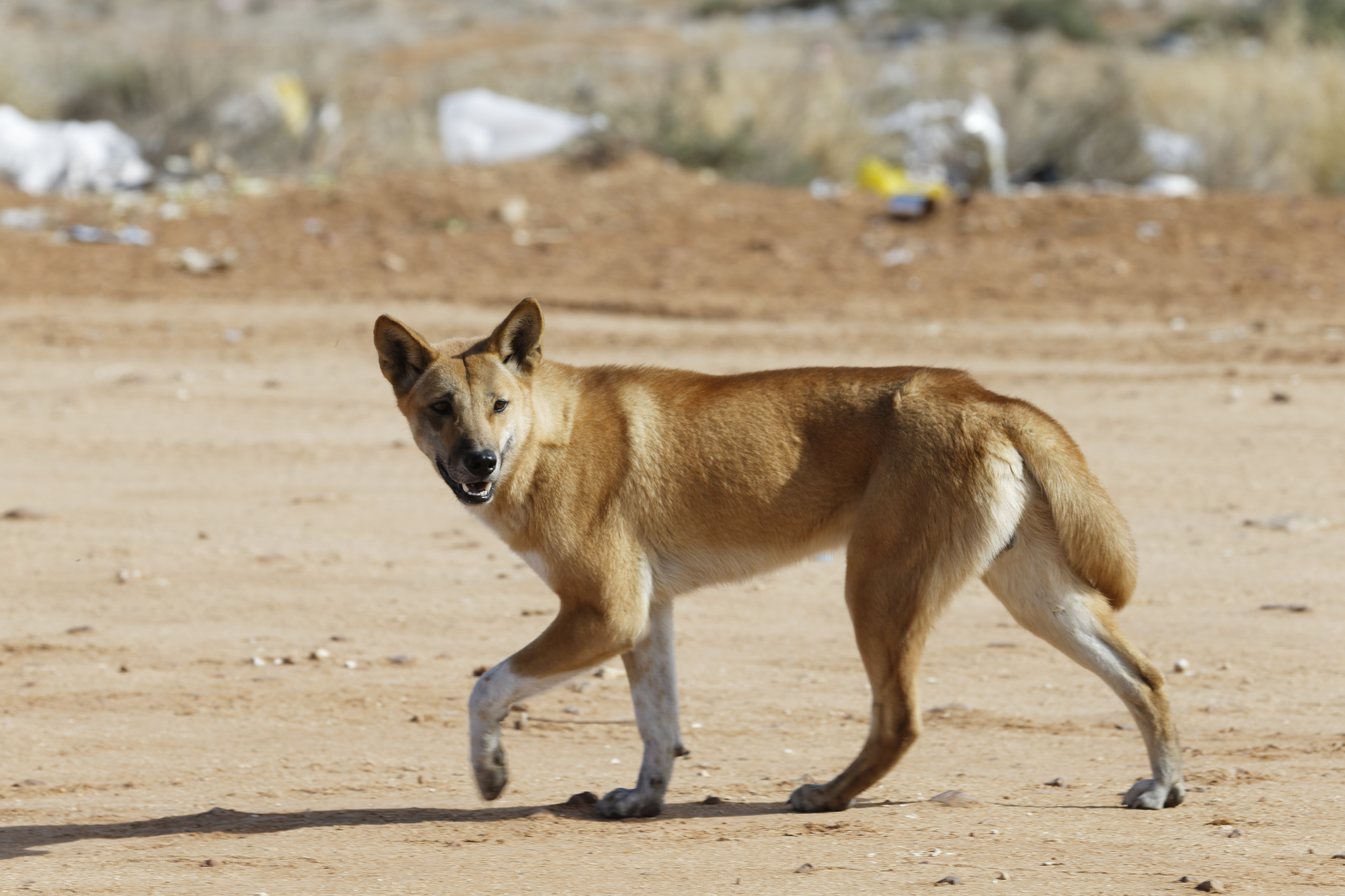 What does South Australia’s dingo bounty really cost?
