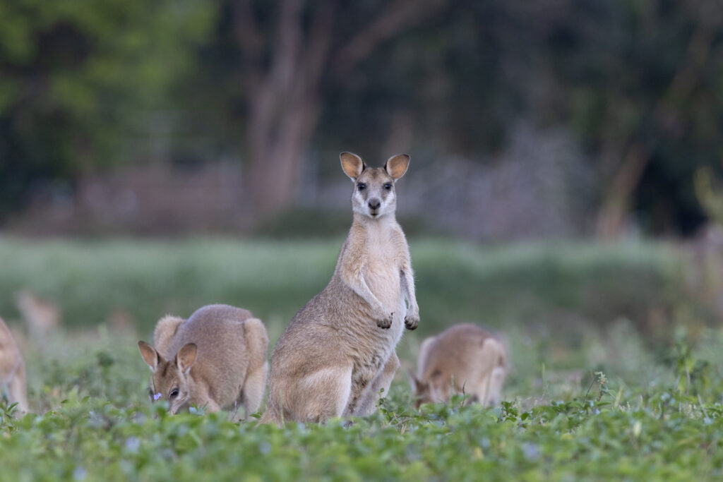 Agile Wallaby