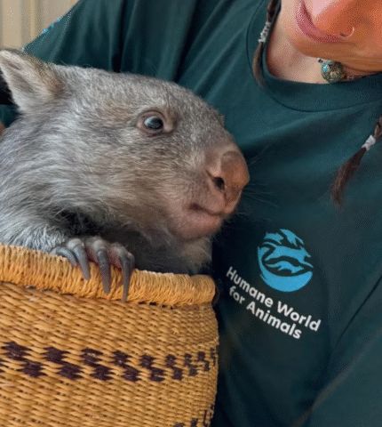 Humane World for Animals Australia deploys to help animals severely impacted by bushfires and heat stress